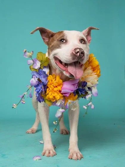 An adult medium-sized female Pit Bull Terrier dog named Shea for adoption in Atlanta, GA