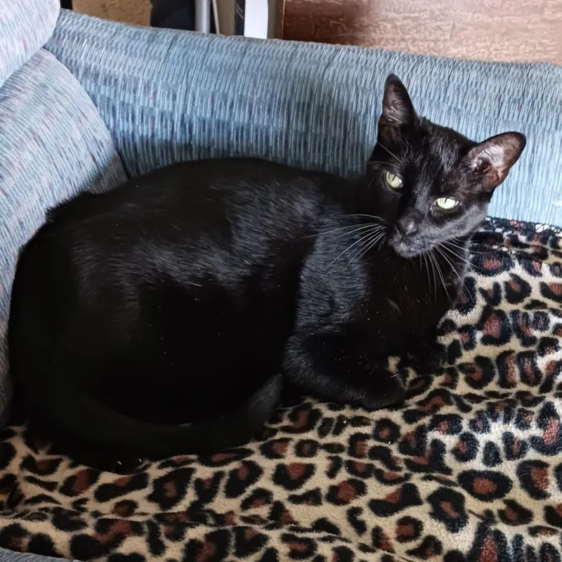 A senior large-sized female Black Domestic Short Hair cat named Marisa for adoption in West Palm Beach, FL