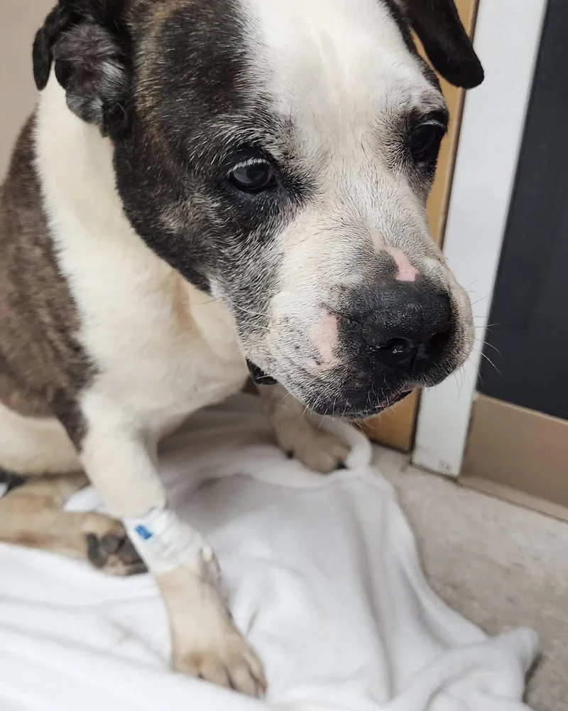 A senior medium-sized female Tricolor (Brown, Black, & White) English Bulldog dog named Chloe for adoption in Egg Harbor City, NJ