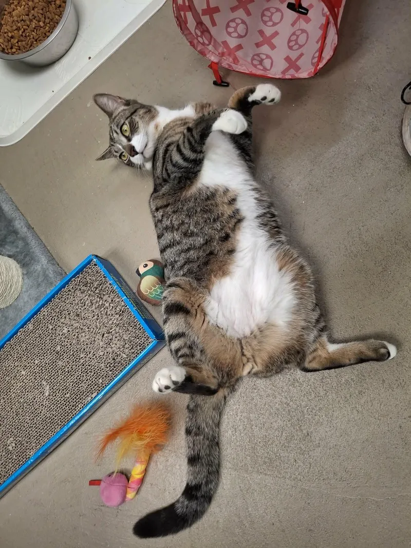 Pollie And Rollie thumbnail 2