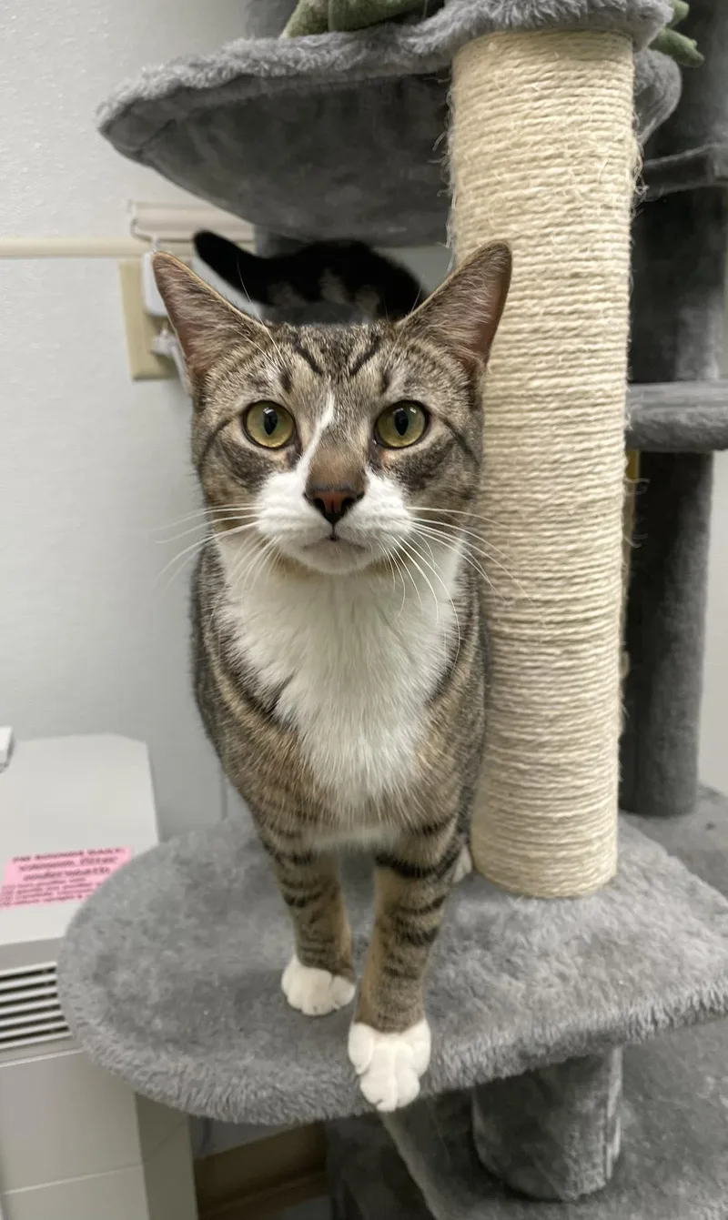 Pollie And Rollie thumbnail 3