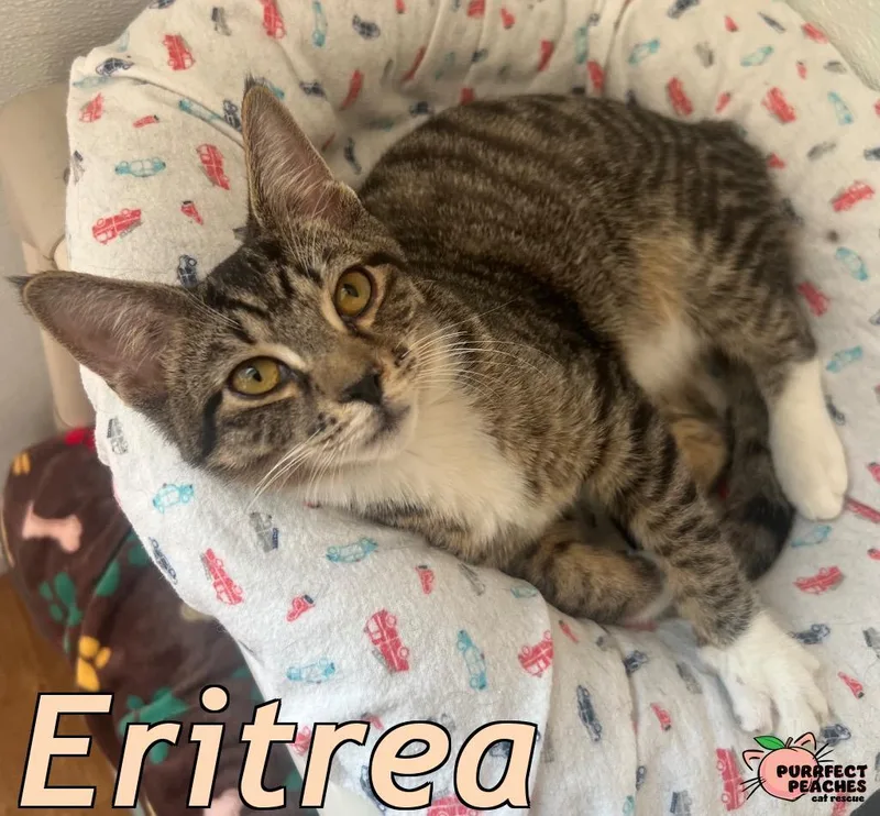A baby medium-sized male Domestic Short Hair cat named Eritrea for adoption in Douglasville, GA