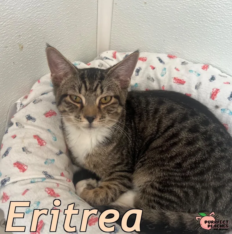 Eritrea thumbnail 3