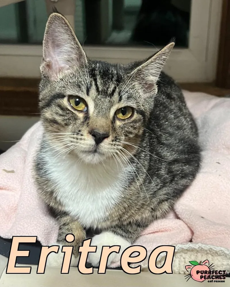 Eritrea thumbnail 4