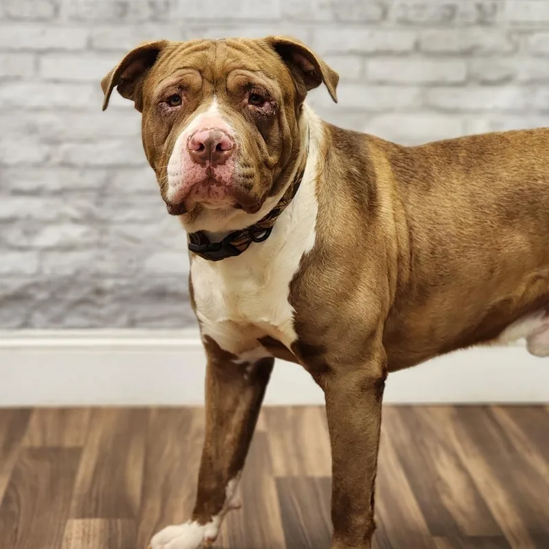 An adult large-sized male Brown / Chocolate Pit Bull Terrier dog named Bam Bam for adoption in Montgomery, AL