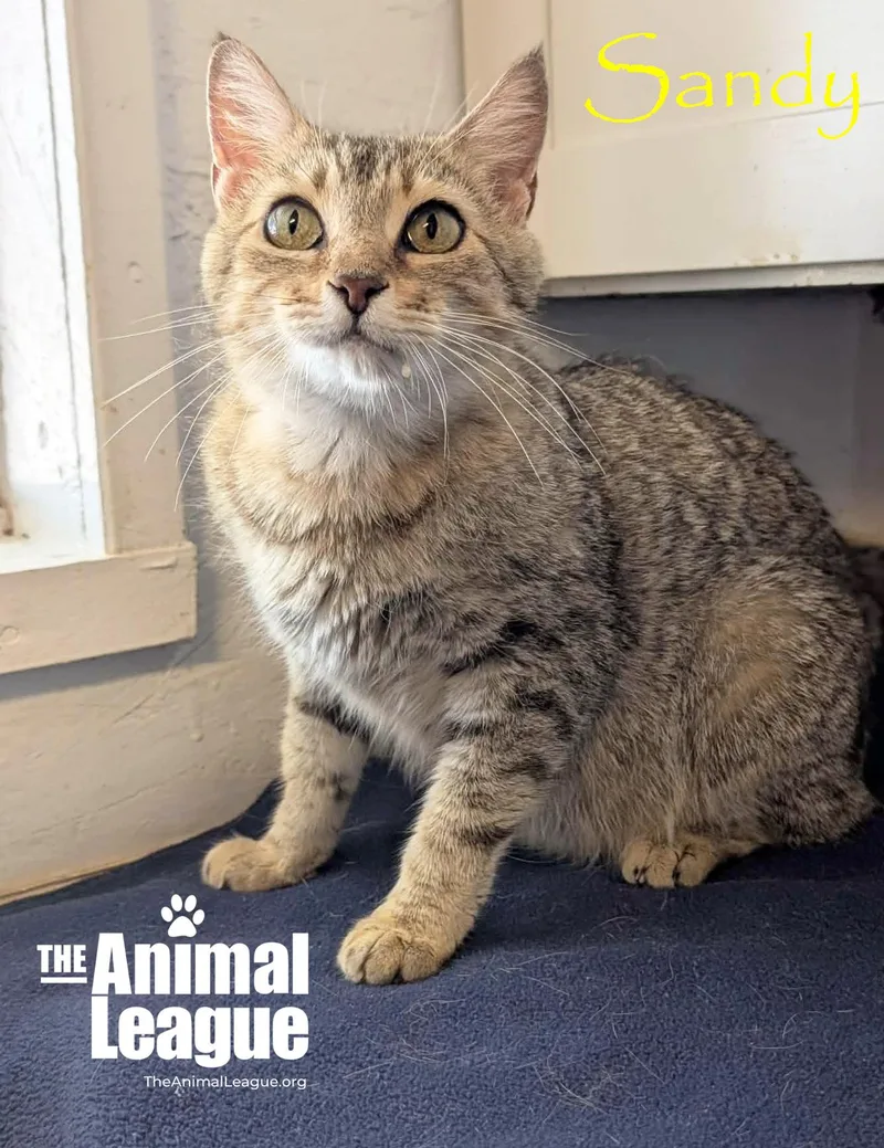 An adult medium-sized female Tabby (Brown / Chocolate) Domestic Short Hair cat named Sandy for adoption in Groveland, FL