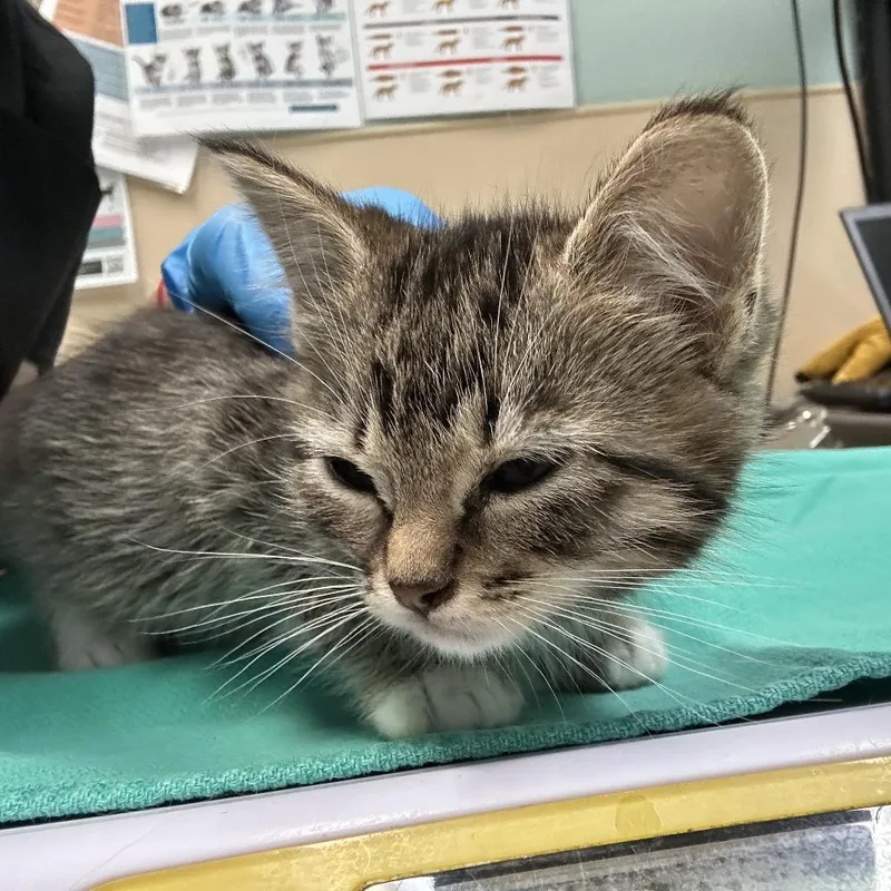 A baby small-sized male Brown / Chocolate Domestic Short Hair cat named Myrtille for adoption in Tacoma, WA