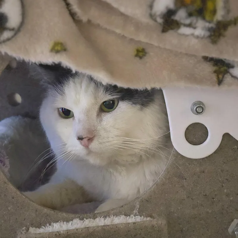 An adult large-sized male White Domestic Short Hair cat named Asa for adoption in Grand Rapids, MI