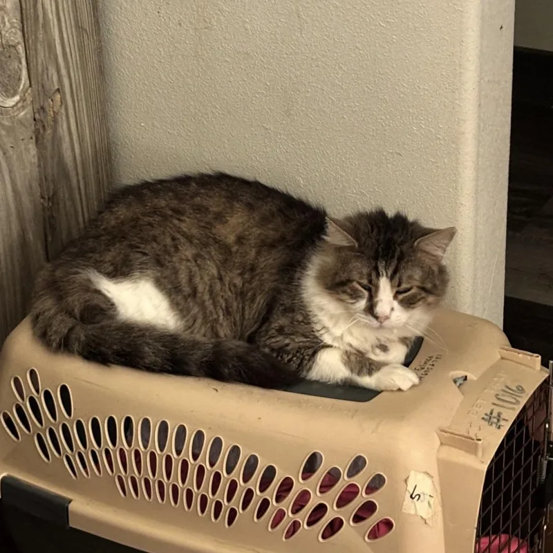 An adult medium-sized male Tabby (Buff / Tan / Fawn) Domestic Short Hair cat named Opossum for adoption in Bentonville, AR