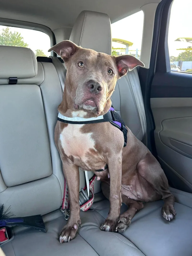 A young medium-sized female Golden Pit Bull Terrier dog named Bethony for adoption in Kennebunk , ME