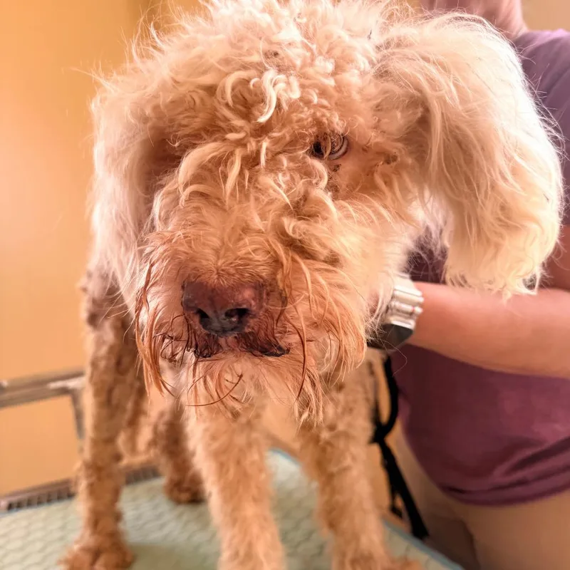 An adult small-sized female Poodle dog named Molly for adoption in Corinth, MS