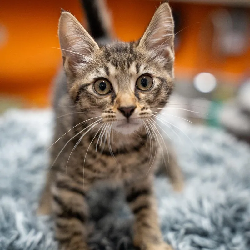 A baby small-sized male Brown / Chocolate Domestic Short Hair cat named Dragonfly for adoption in Gainesville, GA