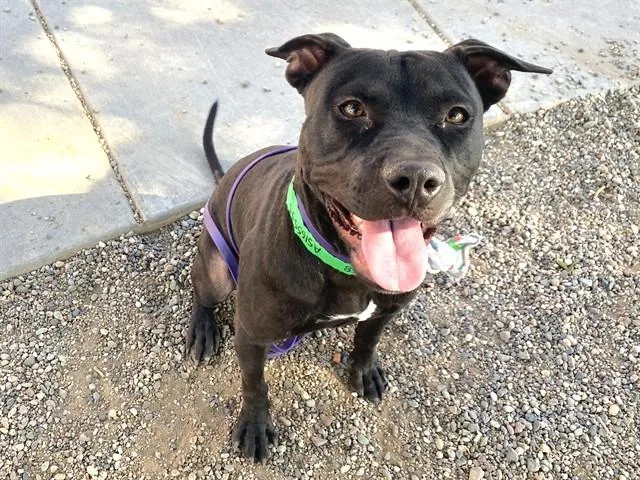 A young large-sized male Pit Bull Terrier dog named Moo for adoption in Phoenix, AZ