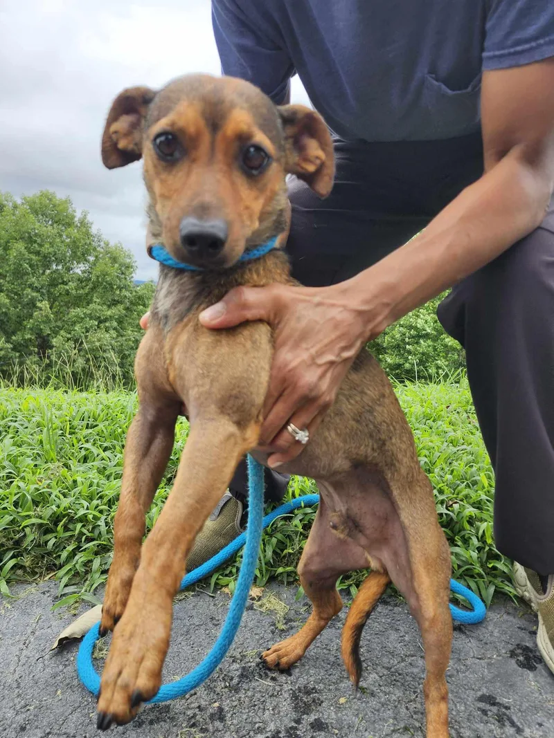 Sweet Baby Ray thumbnail 2