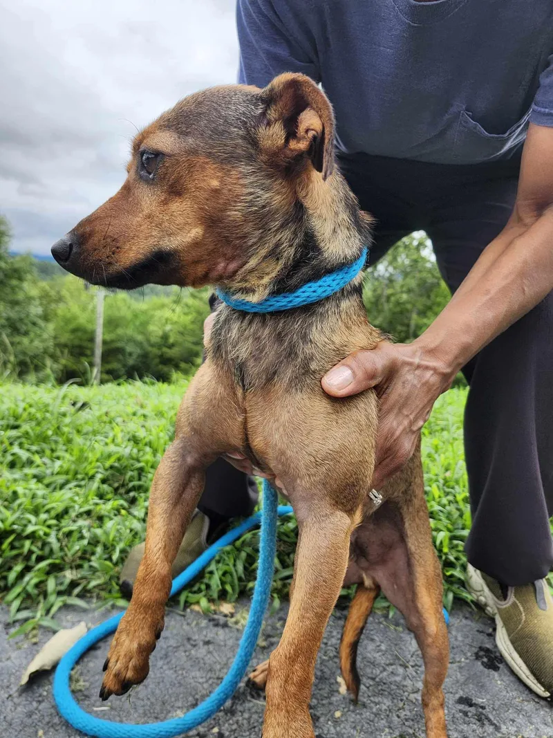 Sweet Baby Ray thumbnail 3