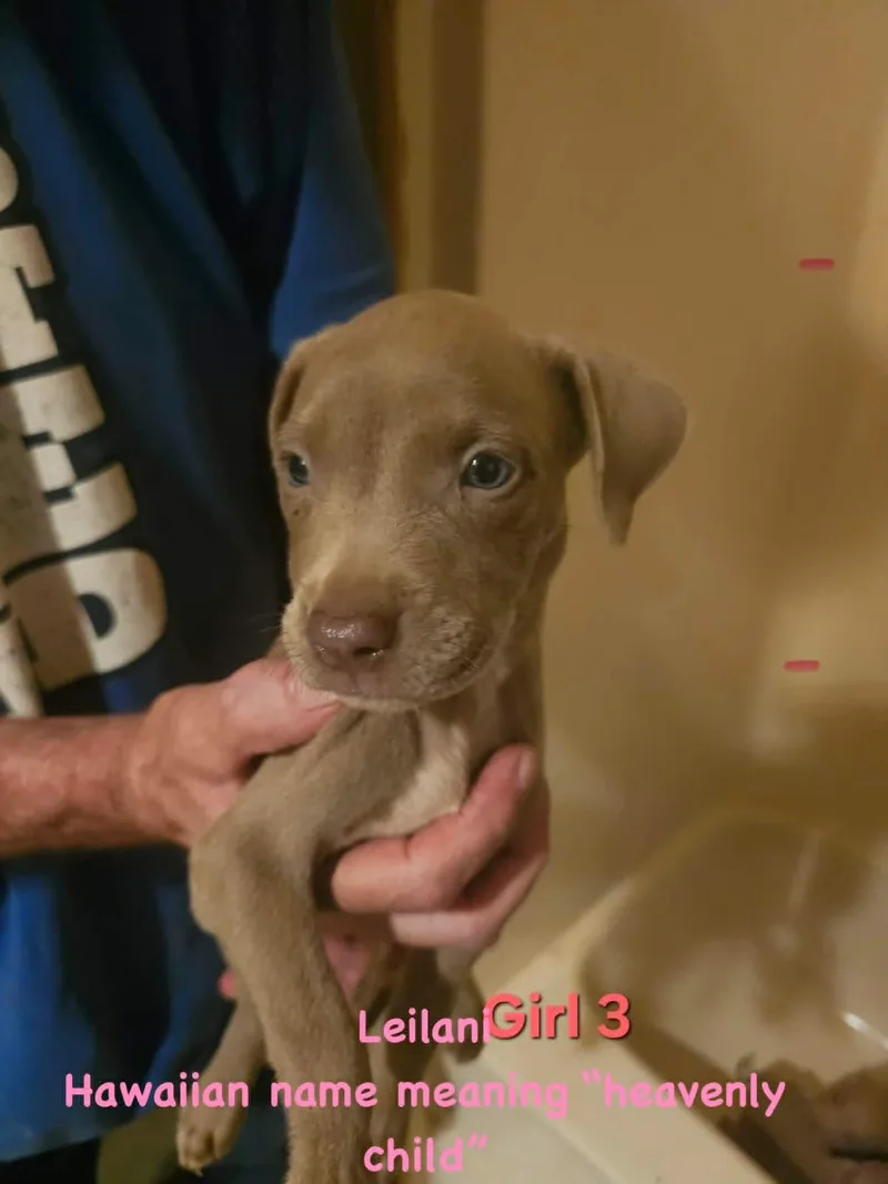 A baby medium-sized female Weimaraner dog named Leilani for adoption in Clinton, WI