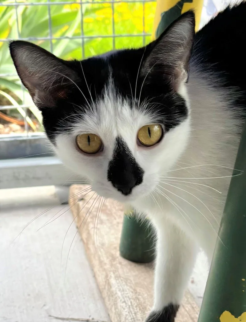 A young medium-sized female Domestic Short Hair cat named Halimah for adoption in Iowa City, IA