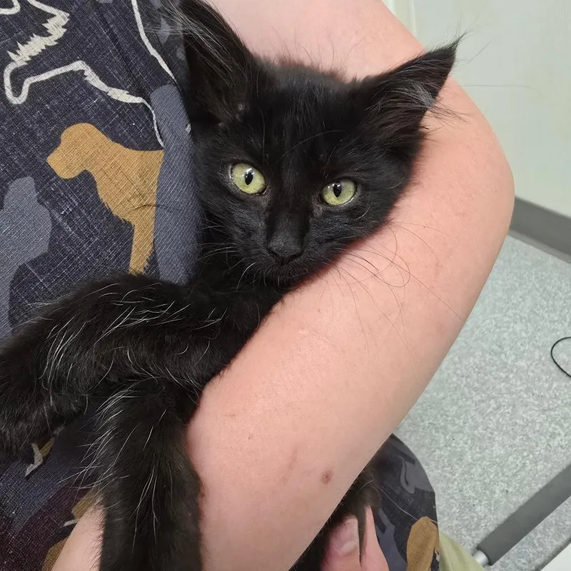 A baby small-sized female Black Domestic Long Hair cat named Yoko for adoption in Fort Bragg, CA