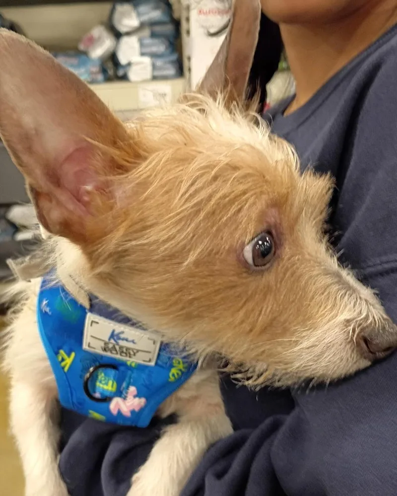 Max – Scruffy Little thumbnail 2