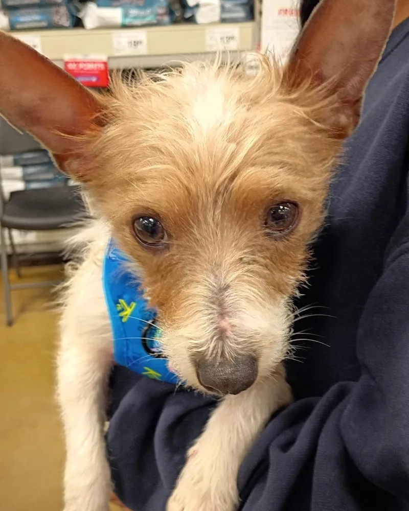 An adult small-sized male Jack Russell Terrier dog named Max – Scruffy Little for adoption in Tulsa, OK
