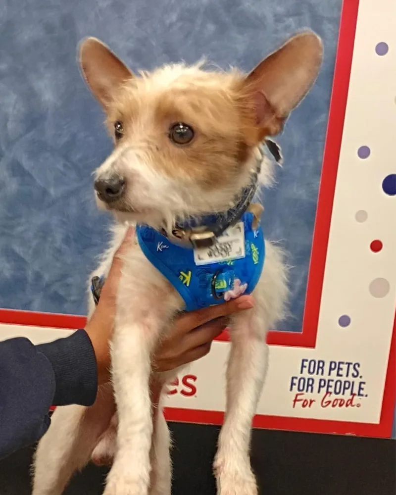 Max – Scruffy Little thumbnail 3