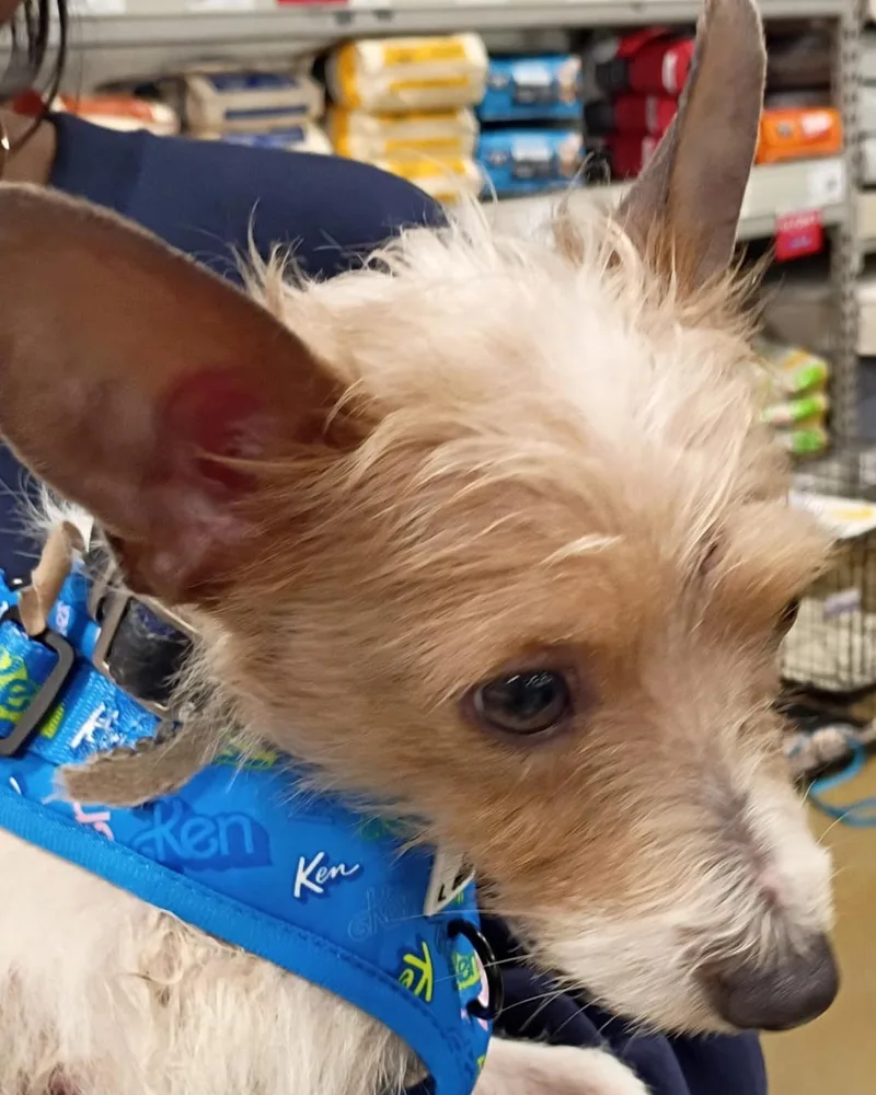 Max – Scruffy Little thumbnail 4