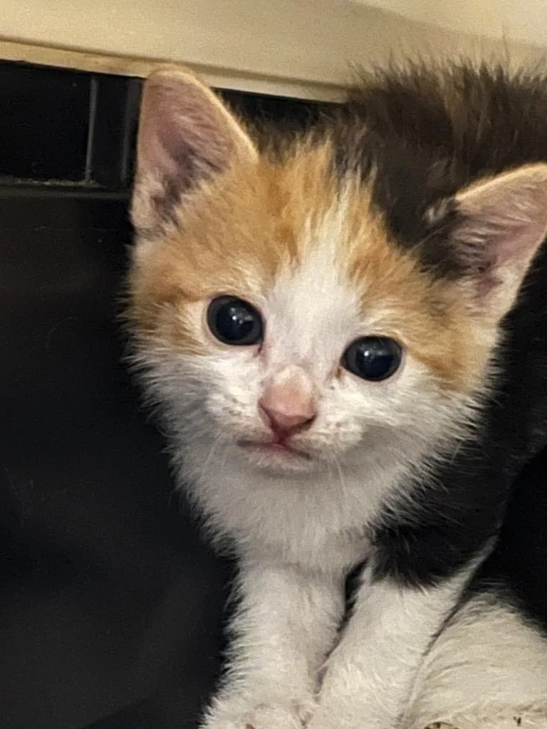 A baby medium-sized female Domestic Short Hair cat named Yvette for adoption in Mount Gilead, NC