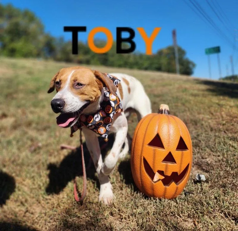 Toby  CCHS