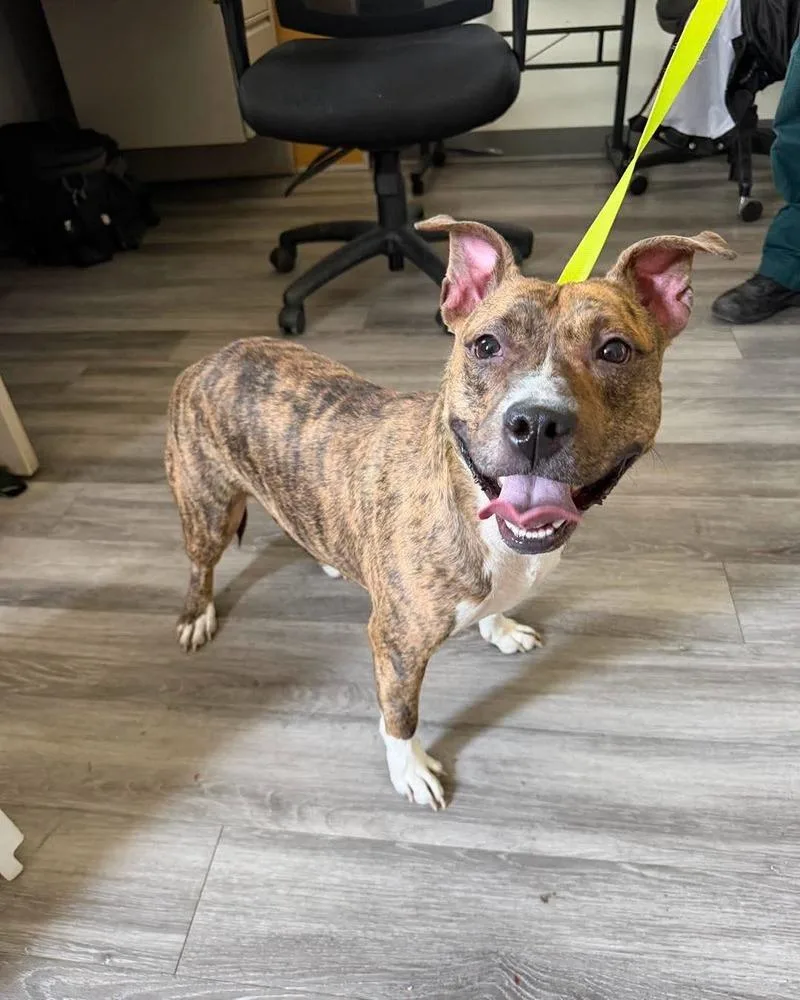 An adult medium-sized female American Bulldog dog named Raya for adoption in Lakeland, FL