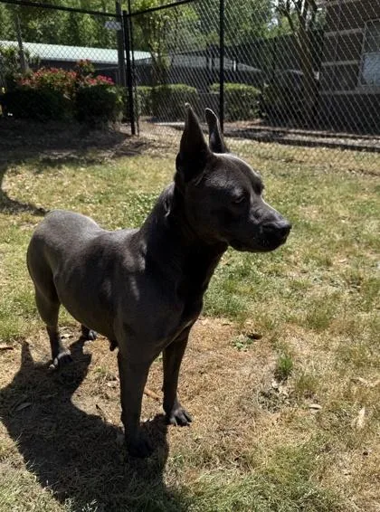An adult medium-sized female American Staffordshire Terrier dog named Tsunami for adoption in Conway, SC