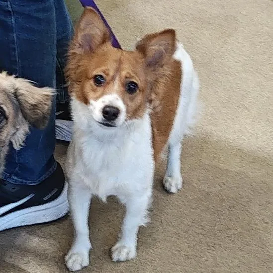 A young small-sized female White / Cream Cardigan Welsh Corgi dog named Iepastray for adoption in Upland, CA