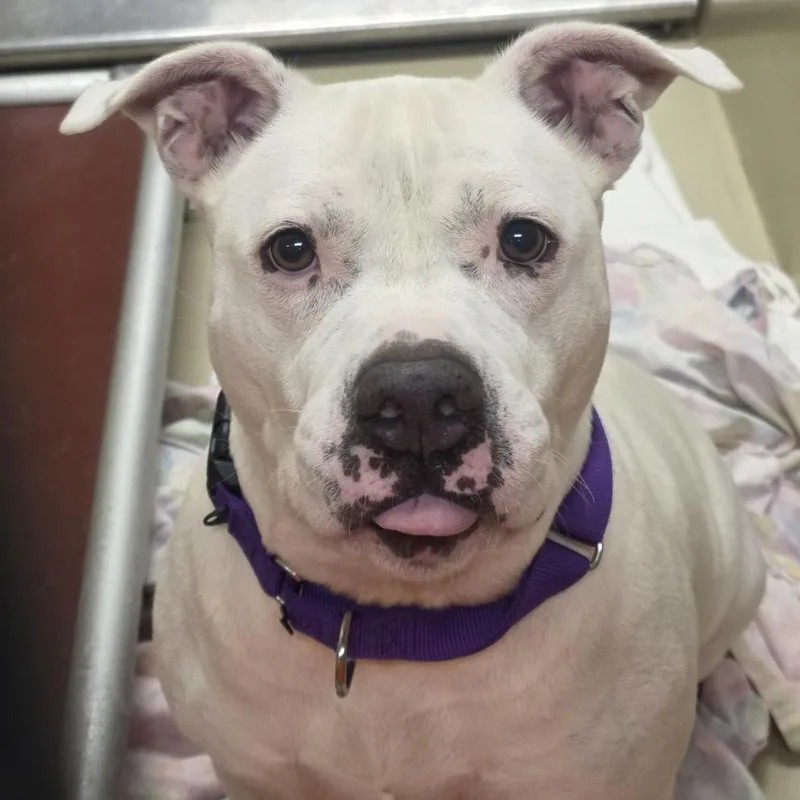 An adult large-sized female White / Cream Mixed Breed dog named Dandelion for adoption in Philadelphia, PA