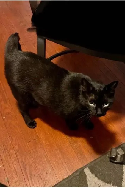 A senior large-sized female Domestic Short Hair cat named Midnight for adoption in Washington, DC