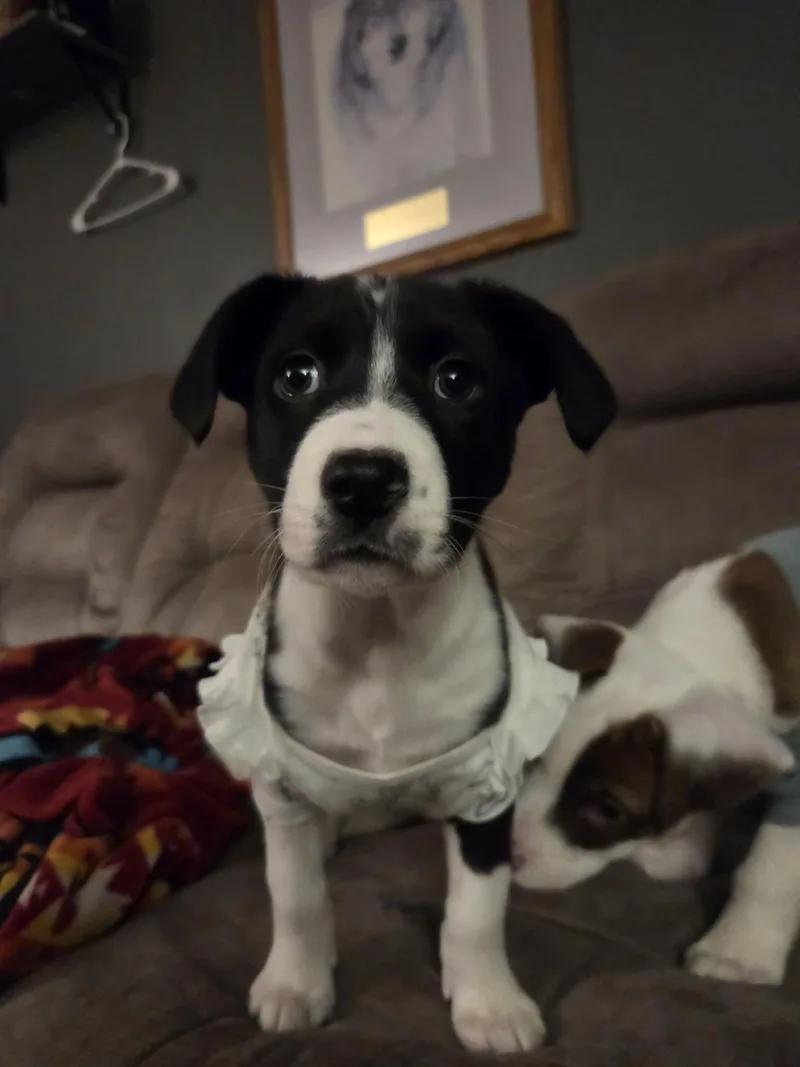 Madison Chock thumbnail 2