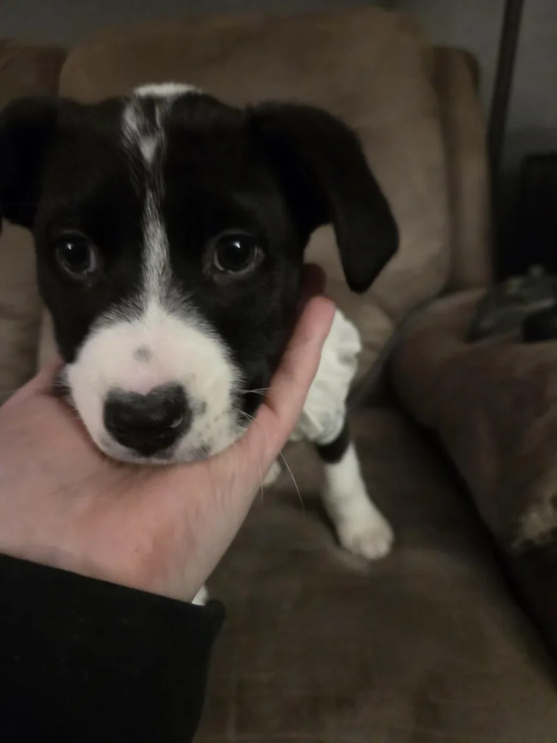 Madison Chock thumbnail 4