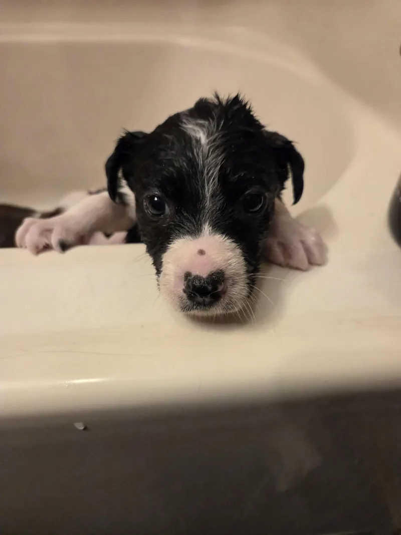 Madison Chock thumbnail 5