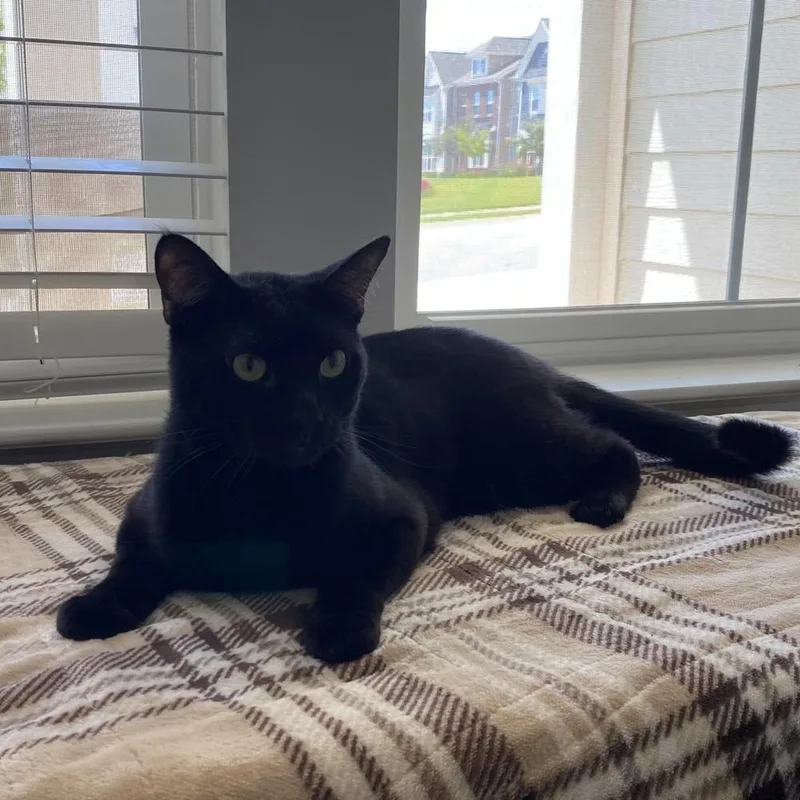 An adult large-sized male Black Domestic Short Hair cat named Farkle CR for adoption in Greenville, SC