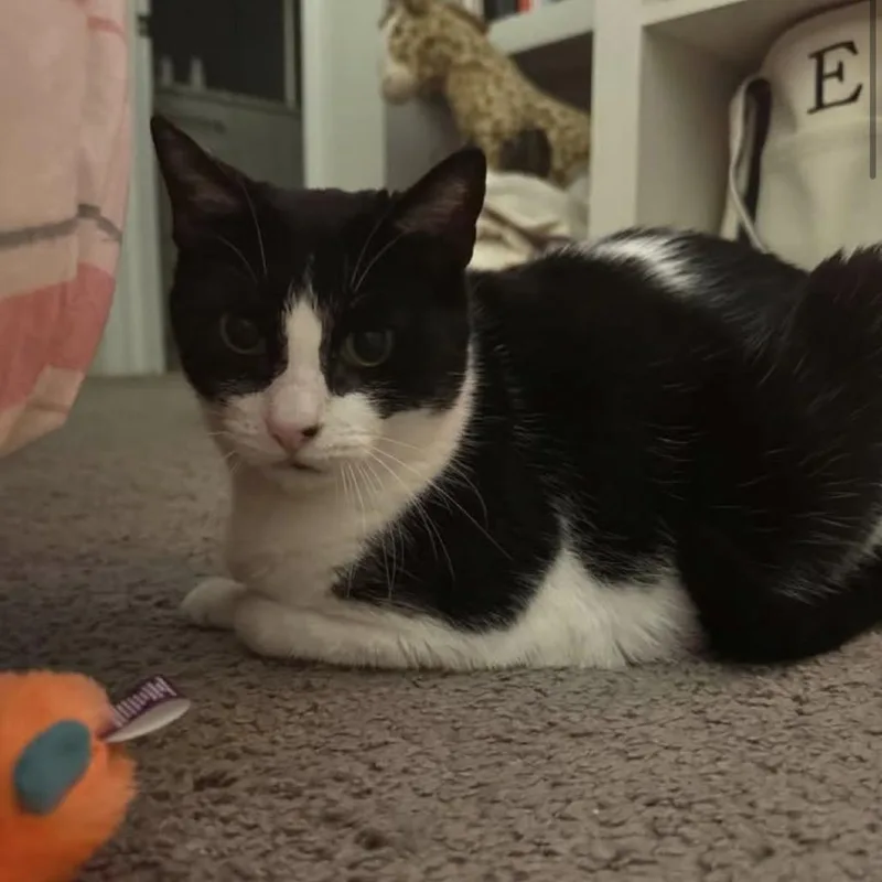 Mimi