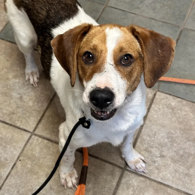 An adult medium-sized male Brown / Chocolate Mixed Breed dog named Buzz for adoption in Chattanooga, TN