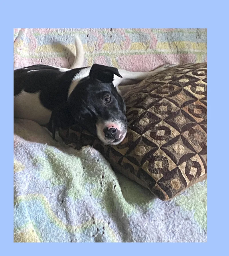 A baby medium-sized male White / Cream Border Collie dog named Mickey for adoption in Lake Geneva, WI