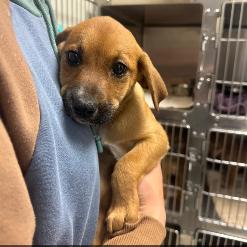 A baby medium-sized female Brown / Chocolate Labrador Retriever dog named Daffodil for adoption in Dodgeville, WI