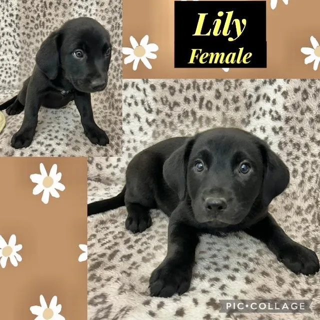 A baby medium-sized female Labrador Retriever dog named Lily for adoption in Manchester, CT
