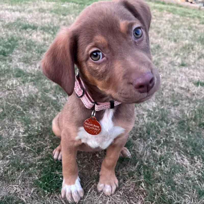 A baby medium-sized female Brown / Chocolate Labrador Retriever dog named Theona for adoption in Pelham, NH