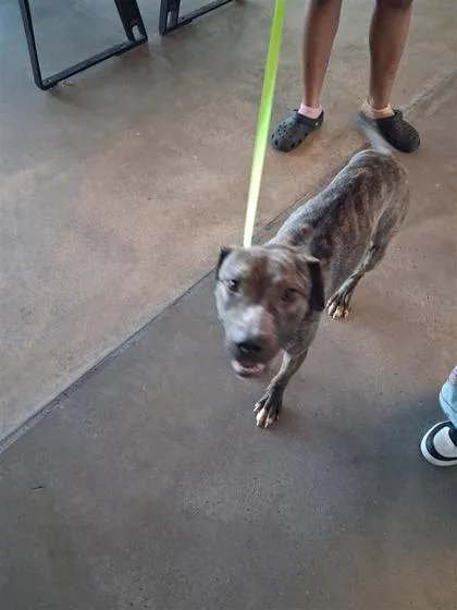 An adult small-sized female Mixed Breed dog named Supernova for adoption in West Chester, PA