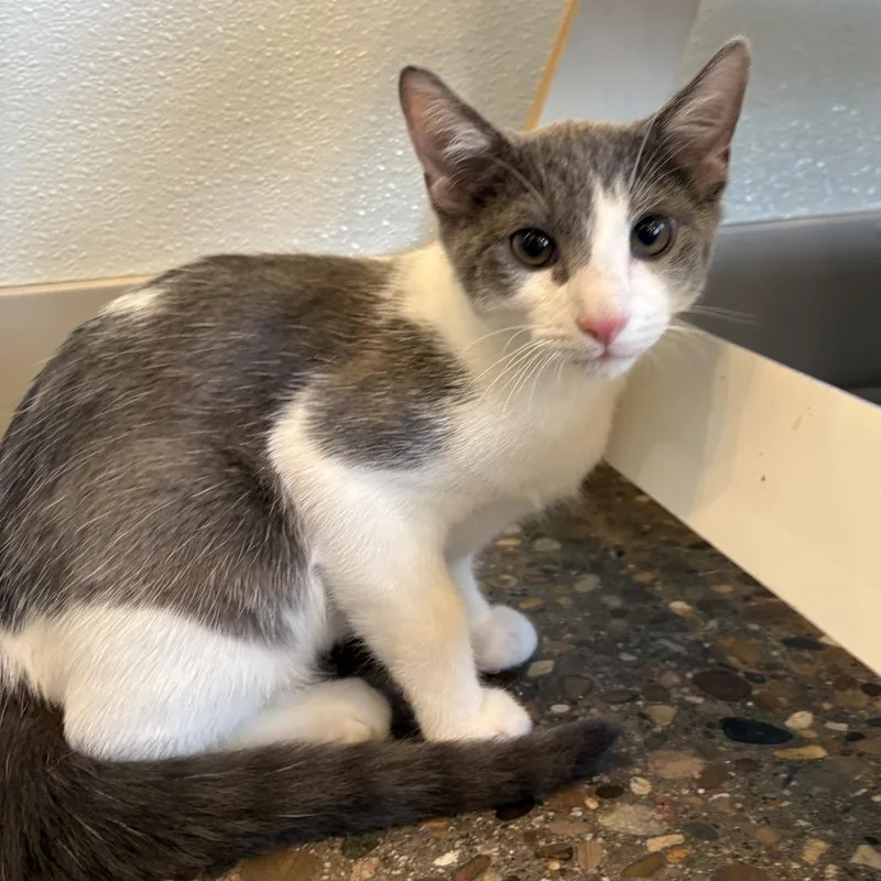 A baby small-sized male Gray / Blue / Silver Domestic Short Hair cat named Blueberry for adoption in Louisville, KY