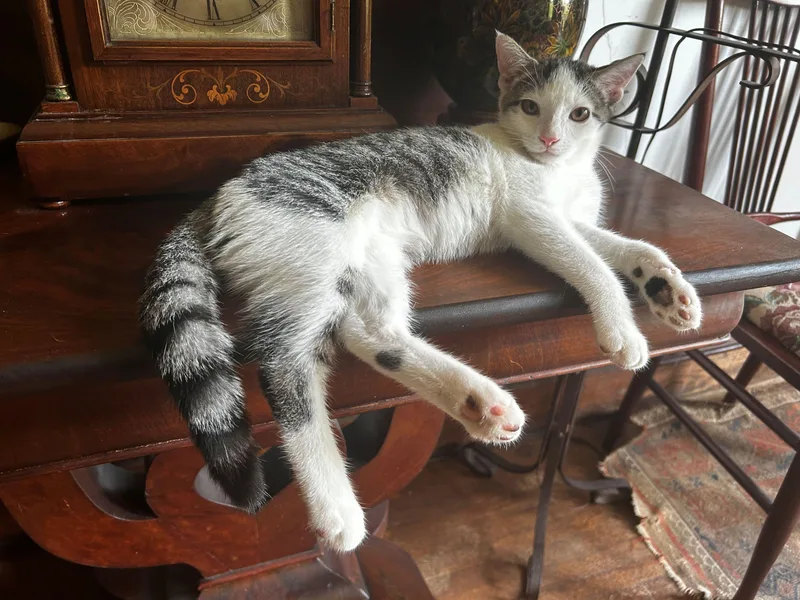 A baby medium-sized female Tabby (Gray / Blue / Silver) Domestic Short Hair cat named Brie & Camembert for adoption in Beltsville, MD