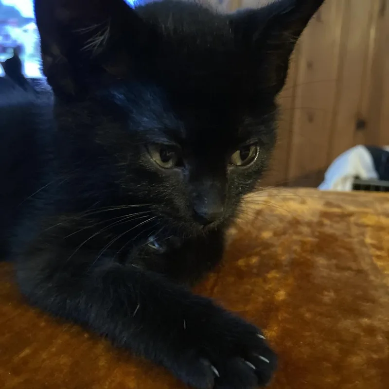 A baby small-sized male Black Domestic Short Hair cat named John for adoption in Columbia, MO