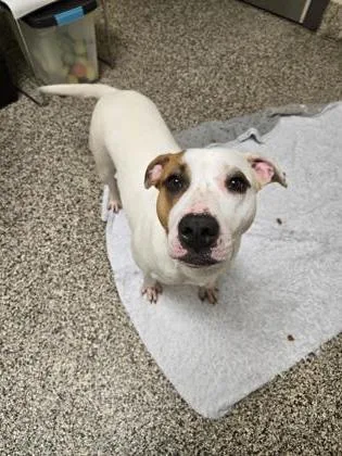 An adult medium-sized female Pit Bull Terrier dog named Harley for adoption in Westland, MI