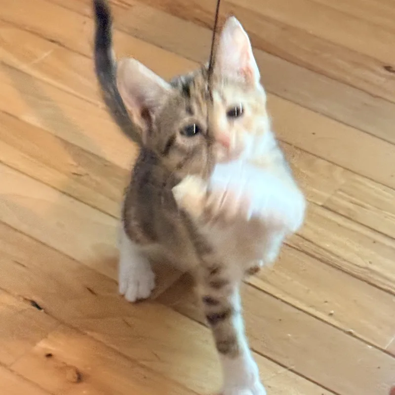 Balloon  Athens  thumbnail 2