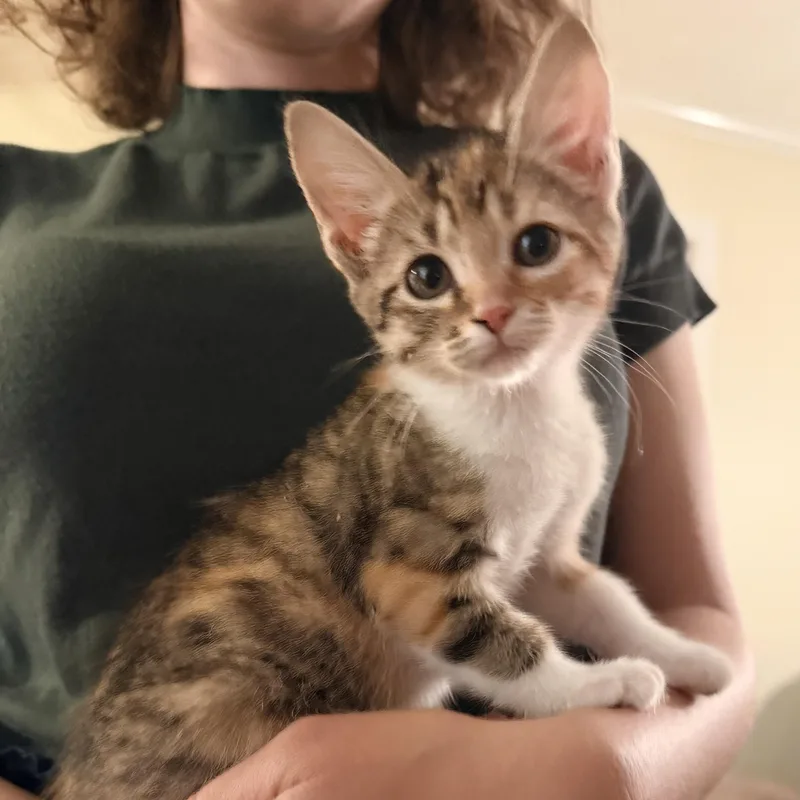 Balloon  Athens  thumbnail 3